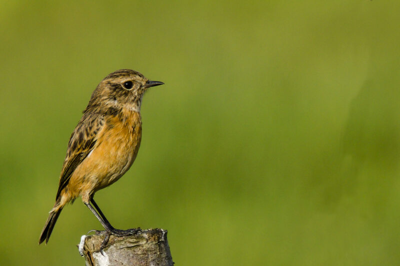 Tarier pâtre femelle